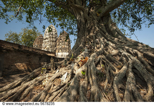 Baum mit Buddha-Statuen  Wat Sri Sawai  Geschichtspark Sukhothai  Weltkulturerbe der UNESCO  Nordthailand  Thailand  Asien