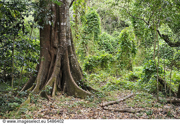 Baum mit dickem Stamm in einem tropischen Bergwald  Regenwald  El Salvador  Zentralamerika  Lateinamerika
