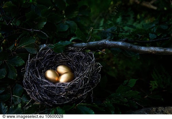 Baum mit drei goldenen Eiern im Vogelnest bei Nacht