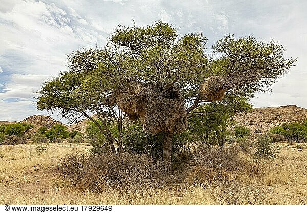 Baum mit Gemeinschaftsnest von Siedelwebern (Philetairus socius)  Namibia  Afrika