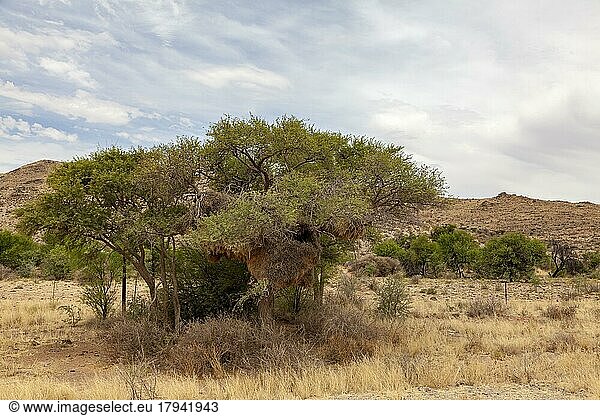 Baum mit Gemeinschaftsnest von Siedelwebern (Philetairus socius)  Namibia  Afrika