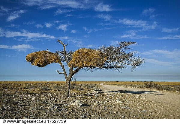 Baum mit Nest von Siedelwebervögeln (Philetairus socius)  Etosha National Park  Namibia  Afrika