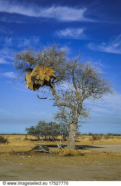Baum mit Nest von Siedelwebervögeln (Philetairus socius)  Etosha National Park  Namibia  Afrika