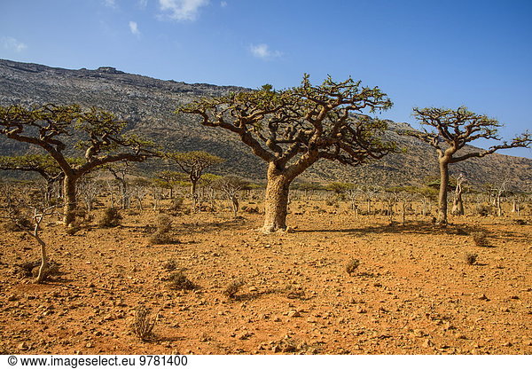 Baum Naher Osten UNESCO-Welterbe Jemen