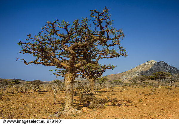 Baum Naher Osten UNESCO-Welterbe Jemen