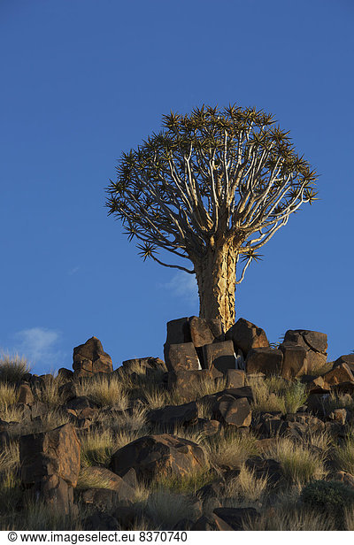 Baum  Namibia