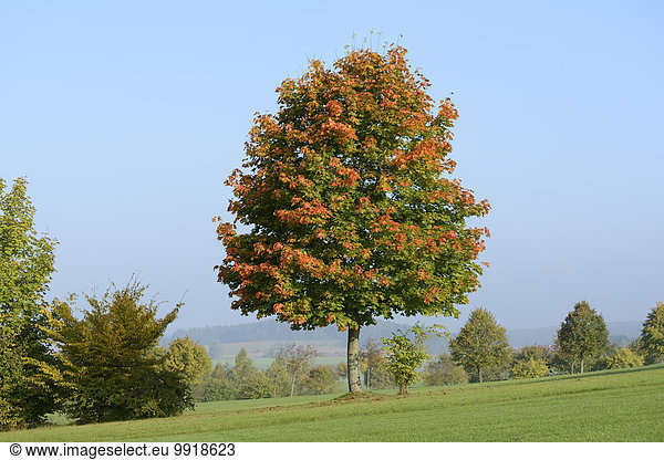 Baum Norwegen Herbst Ahorn Bayern Deutschland