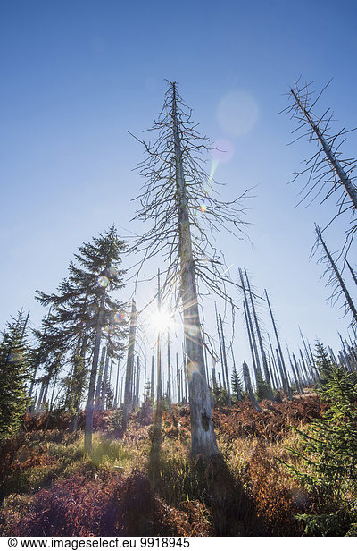 Baum Norwegen töten Fichte Bayern Käfer Deutschland Nationalpark Bayerischer Wald