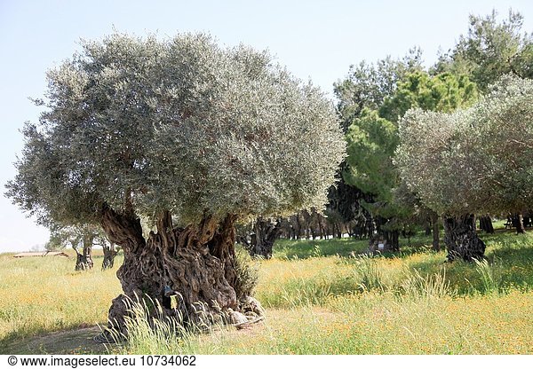 Baum Olive alt