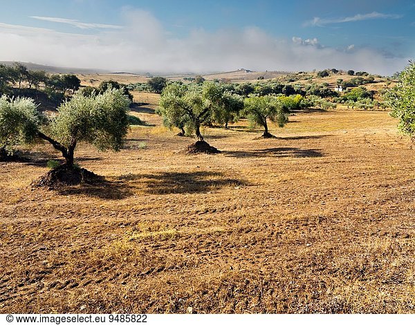 Baum Olive Extremadura Spanien
