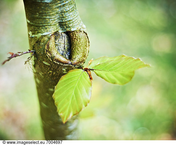 Baum Pflanzenblatt Pflanzenblätter Blatt Wachstum Cotswolds England Gloucestershire