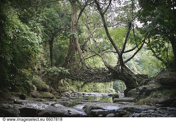 Baum Produktion Brücke Fluss Wurzel antik