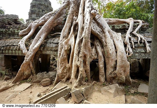 Baum  Ruine  Komplexität  UNESCO-Welterbe  Tempel  Angkor  Asien  Kambodscha