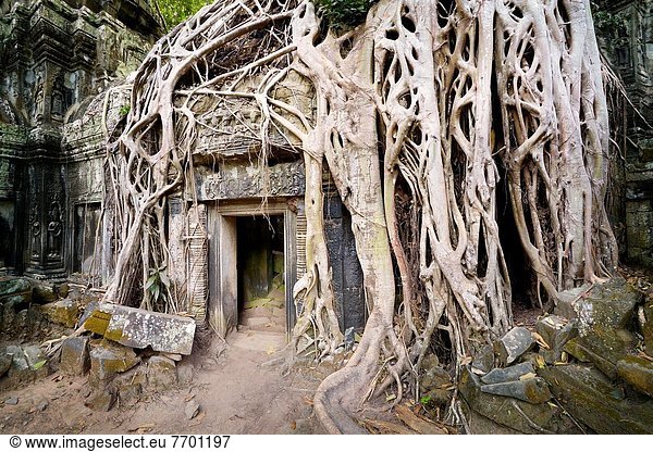Baum  Ruine  Wurzel  Komplexität  UNESCO-Welterbe  Tempel  Angkor  Asien  Kambodscha
