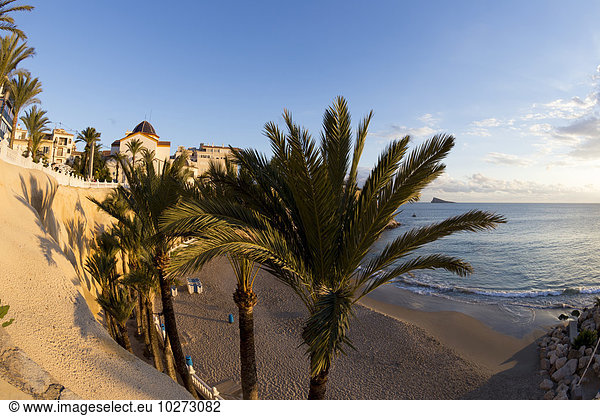 Baum Sand vorwärts Benidorm