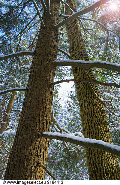 Baum Schnee Wachstum Wald
