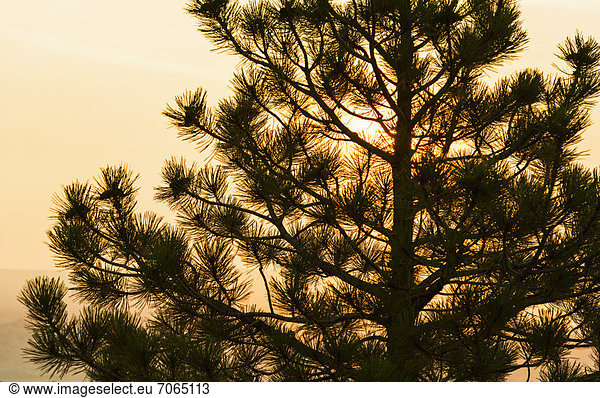 Baum  Silhouette  Kiefer  Pinus sylvestris  Kiefern  Föhren  Pinie