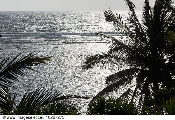 Baum Silhouette Ozean Spiegelung Mexiko Kokosnuss Akumal Quintana Roo Sonne