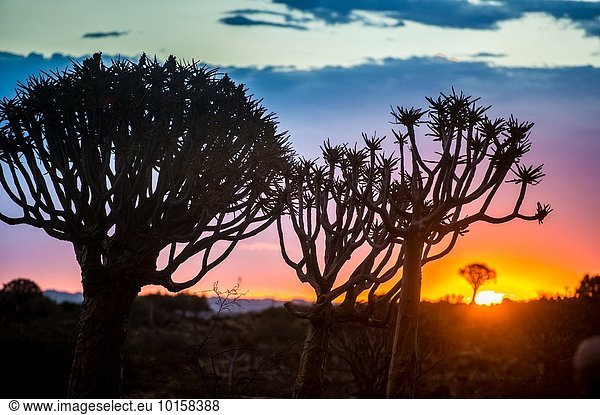 Baum Silhouette Wald Spielplatz Namibia Abenddämmerung Keetmanshoop