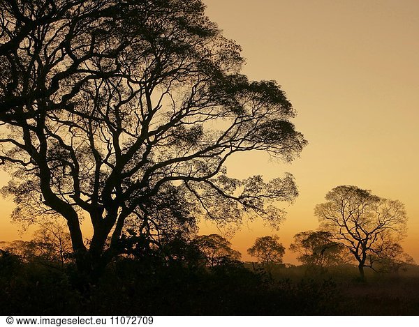 Baum Silhuetten bei Sonnenuntergang  Pantanal  Mato Grosso do Sul  Brasilien  Südamerika