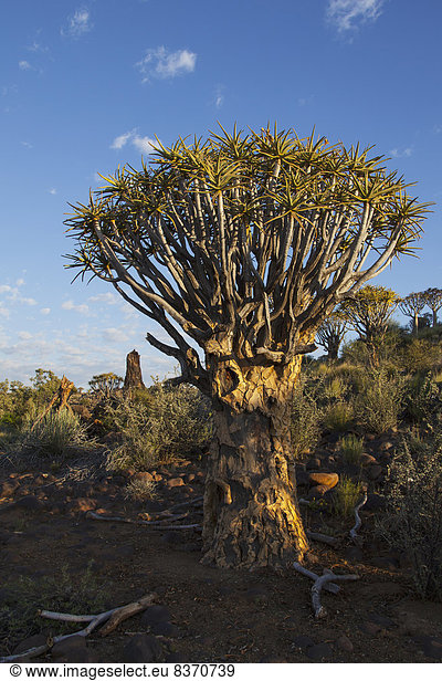 Baum  Sonnenaufgang  Namibia