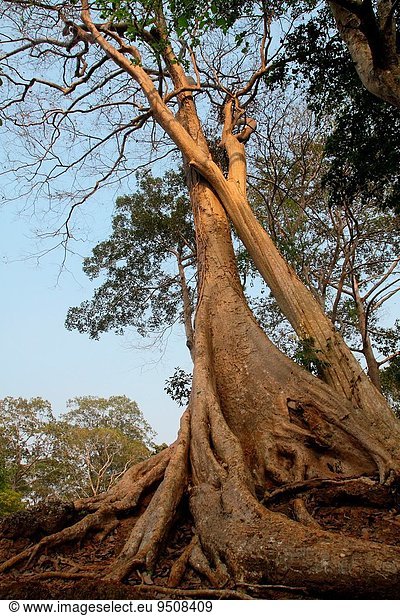 Baum Sonnenlicht Baldachin Borneo