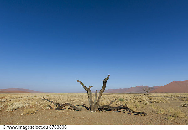 Baum Tal Namibia Sesriem-Canyon
