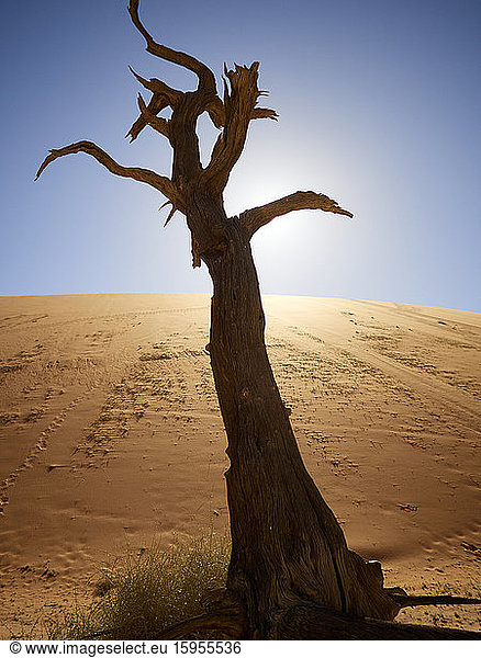 Baum und Dünen  Deadvlei  Namibia