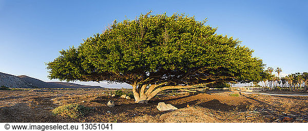 Baum wächst auf dem Feld vor klarem blauen Himmel
