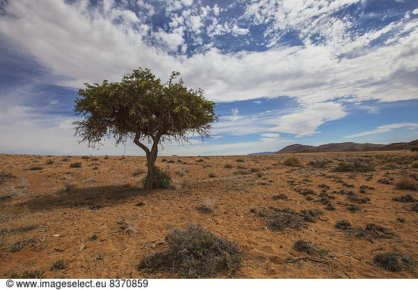 Baum  Wüste  Reise  Namibia  Akazie