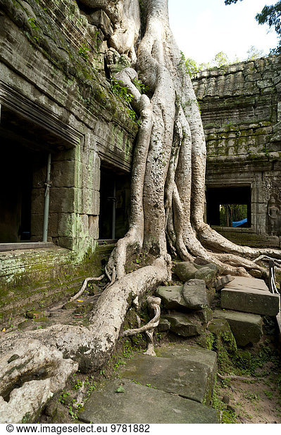 Baum Wachstum Ruine Südostasien UNESCO-Welterbe Vietnam Angkor Asien Kambodscha Siem Reap
