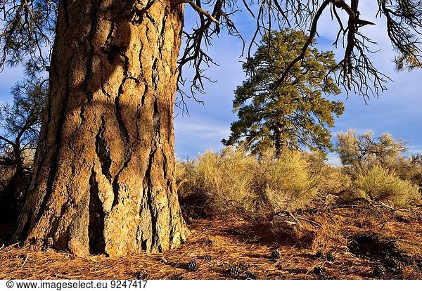 Baum Wald Desorientiert Kiefer Pinus sylvestris Kiefern Föhren Pinie Wüsten-Beifuß Artemisia tridentata Sagebrush Steppen-Beifuß Wüstensalbei
