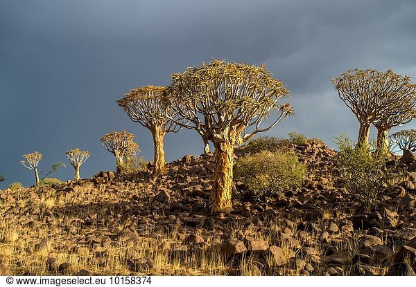 Baum Wald Spielplatz Namibia Keetmanshoop