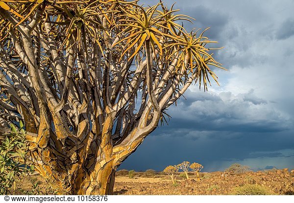 Baum Wald Spielplatz Namibia Keetmanshoop