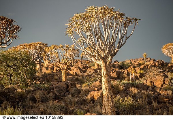 Baum Wald Spielplatz Namibia Keetmanshoop