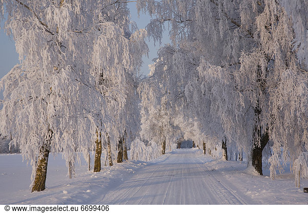 Baum  Weg  gefroren