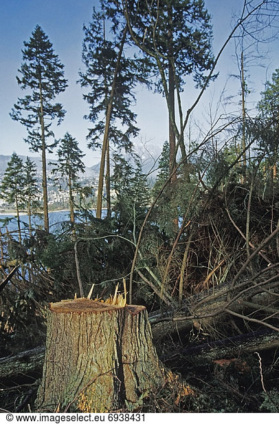 Baum  Wind  Vernichtung  British Columbia  Kanada  Vancouver