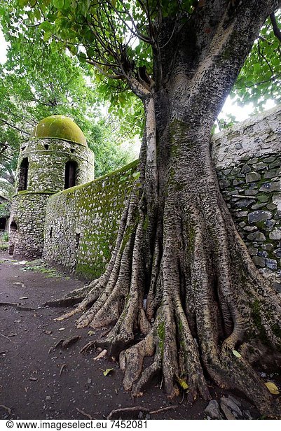 Baum  Wurzel  Neugier  Äthiopien
