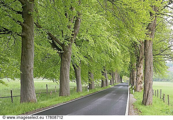 Baumallee  Laubbäume mit frischem Blattlaub  Nordrhein-Westfalen  Deutschland  Europa