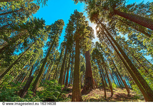 Baumart Sequoiadendron giganteum  Sequoia-Nationalpark in der Sierra Nevada in Kalifornien  Vereinigte Staaten von Amerika  Nordamerika
