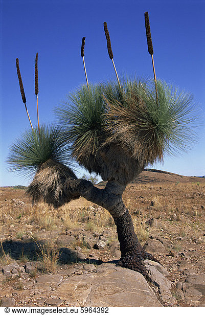 Baumartige Yakka Pflanze,  Flinders Range,  South Australia,  Australien,  Pazifik