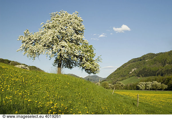 Baumblüte Nationalpark Kalkalpen Oberösterreich Österreich Europa