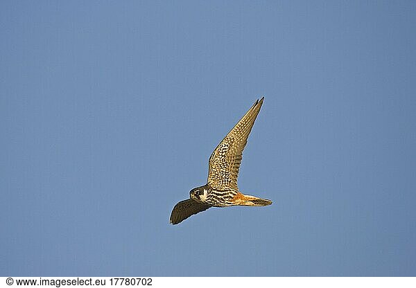 Baumfalke  Baumfalken (Falco subbuteo)  Falke  Greifvögel  Tiere  Vögel  Hobby adult  in flight  Spain