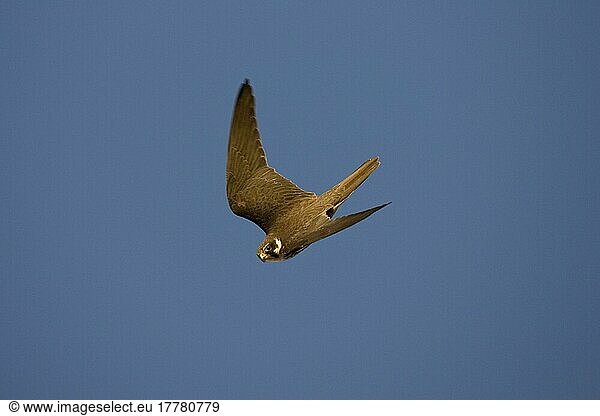 Baumfalke  Baumfalken (Falco subbuteo)  Falke  Greifvögel  Tiere  Vögel  Hobby adult  in flight  Spain