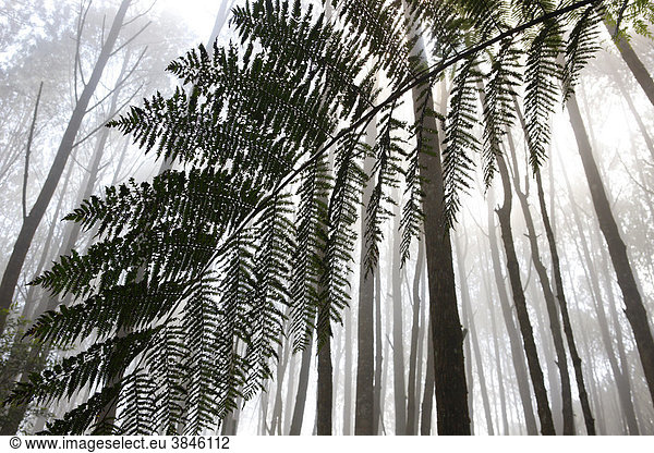 Baumfarn (Cyatheales) Pilgerweg durch Nebelwald Berg Salib Kasih Tarutung Batak Region Sumatra Indonesien Asien
