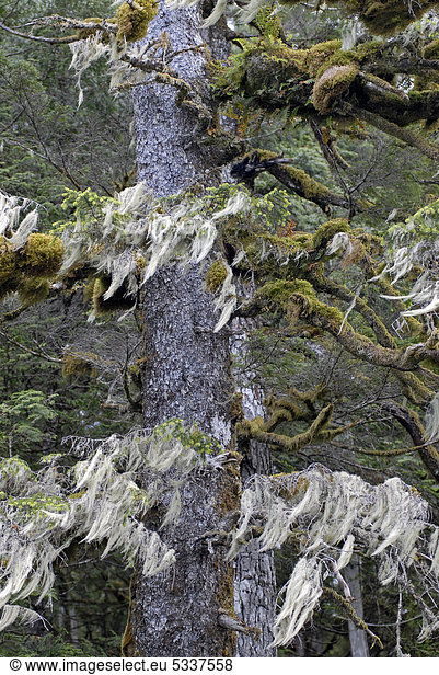 Baumflechten  Küstenregenwald  Hartley Bay  British Columbia  Kanada  Nordamerika