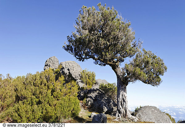 Baumheide (Erica arborea) aus der das Bruyere Holz gewonnen wird,  Achada do Teixeira,  Madeira,  Portugal