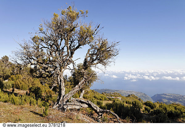 Baumheide (Erica arborea) aus der das Bruyere Holz gewonnen wird Achada do Teixeira Madeira Portugal
