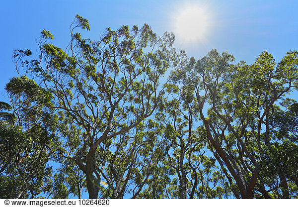 Baumkrone Australien Eukalyptus New South Wales Sonne
