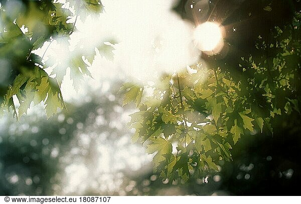 Baumkrone im Gegenlicht  Laubbaum  Laubbäume  abstrakt  Highkey  Doppelbelichtung  Querformat  horizontal  Ausschnitt  Detail